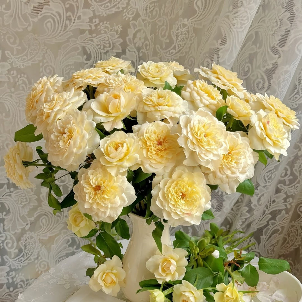 Yellow Mikoto Rose Plant|黄美琴 image 8