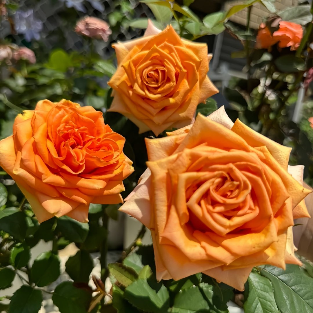 Kings Day Rose Plant｜国王日 image 5
