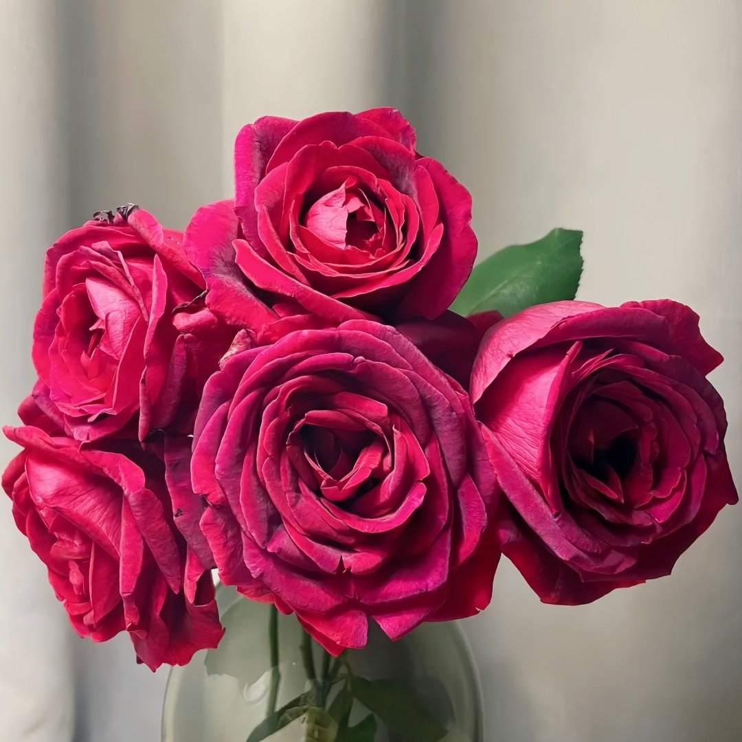 Papa Meilland Rose Plant｜玫昂爸爸 image 9