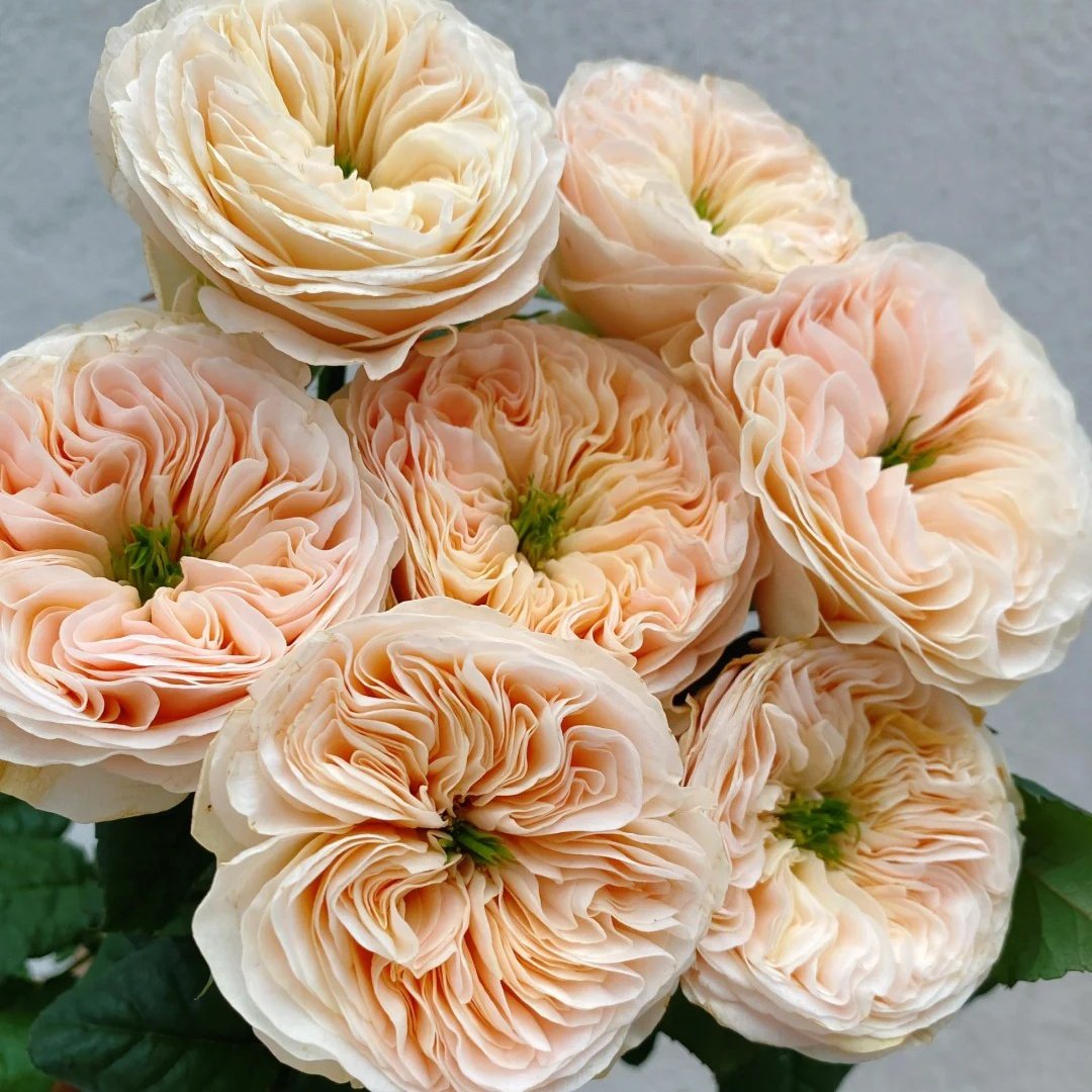Stanley Abbey Rose Plant｜斯坦利修道院 image 0