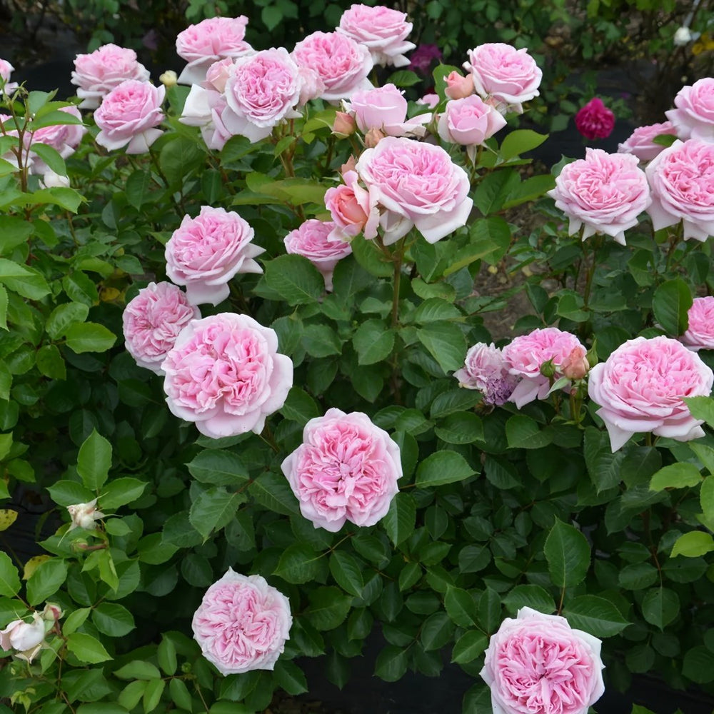 Mary Lennox Rose Plant ｜玛利伦 image 9