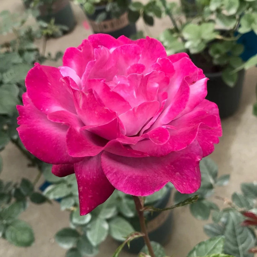 Muriel Robin Rose Plant|光明知更鸟 image 6