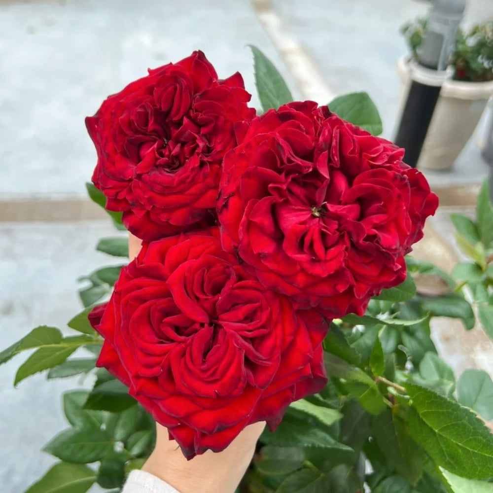 Black Pearl Rose Plant|黑珍珠 image 8