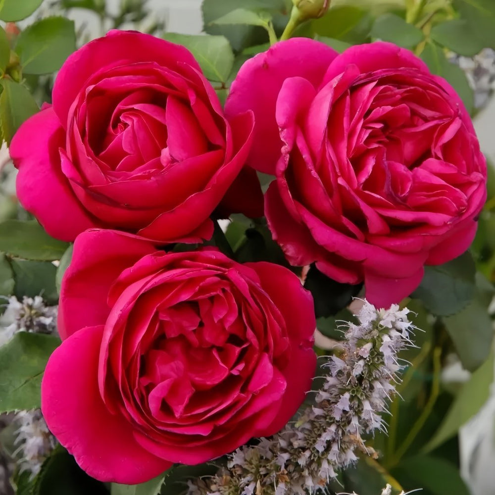 Fur Elise Rose Plant｜致爱丽丝 image 0