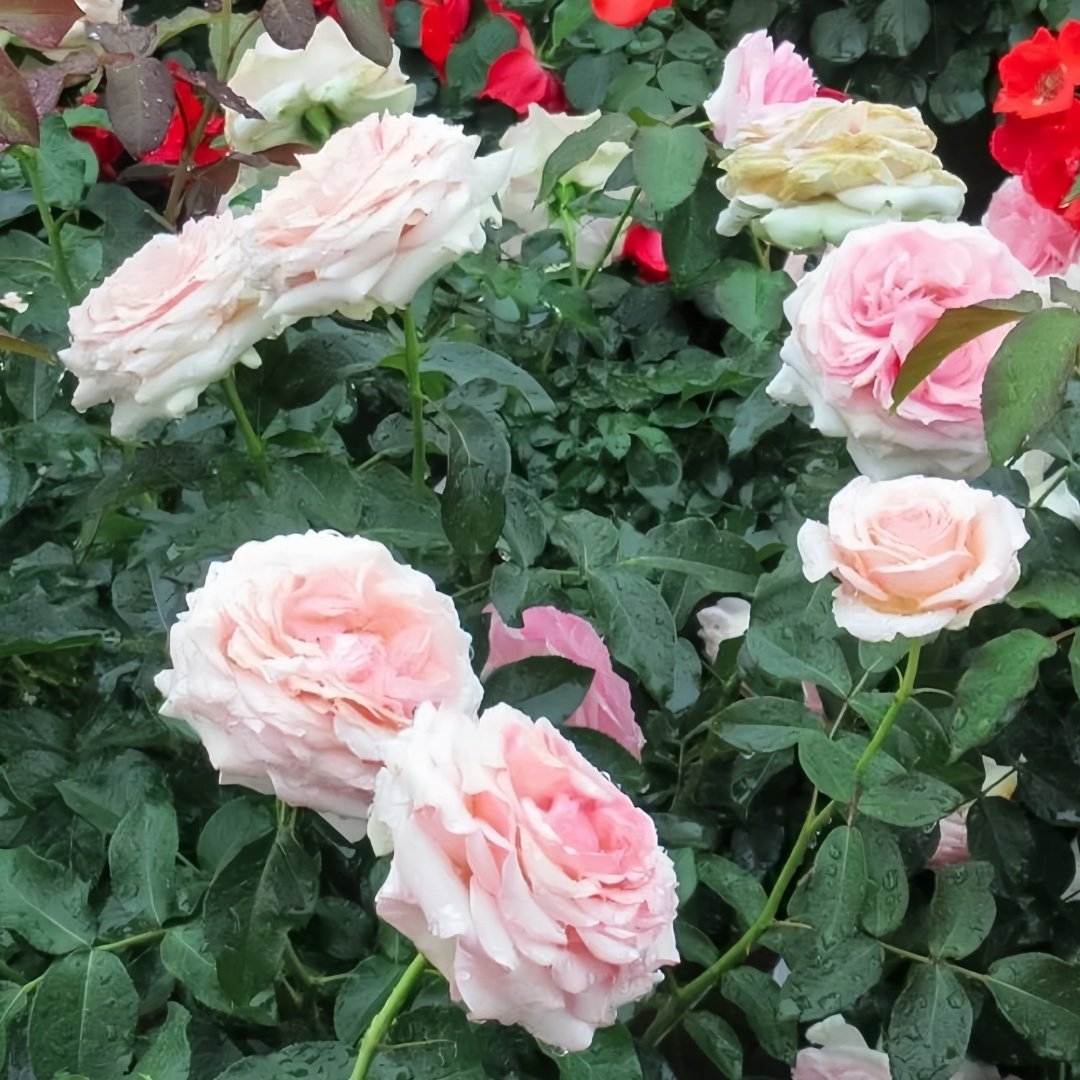 Haruno Rose Plant|春乃 image 8