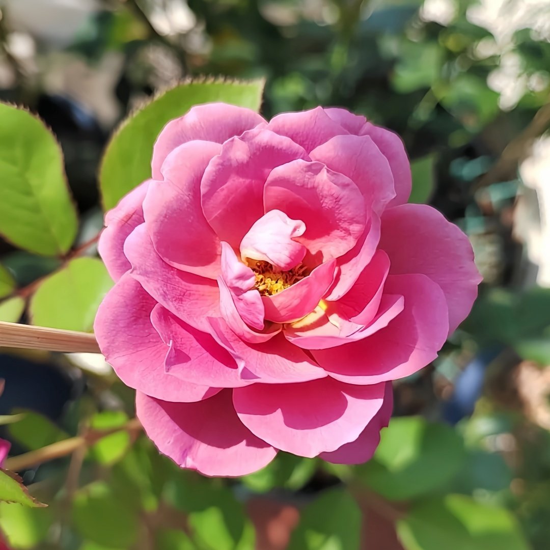 Aoi-fuga Rose Plant｜葵-风雅 image 9