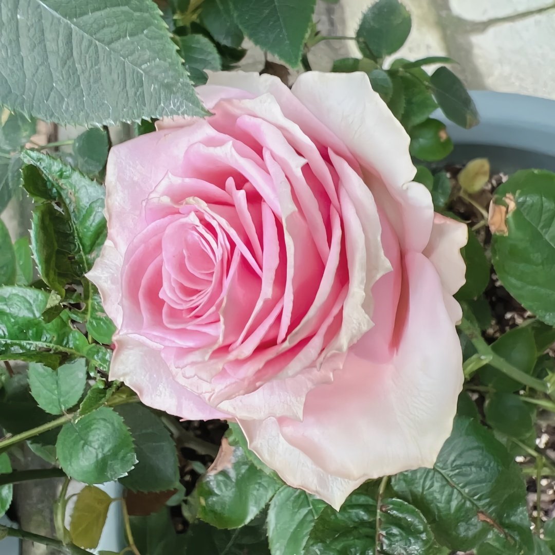 Kanata Rose Plant｜彼岸 image 1