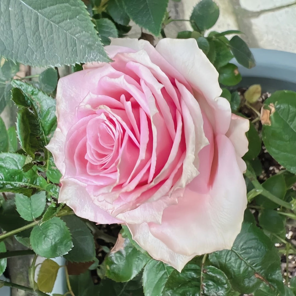 Kanata Rose Plant｜彼岸 image 1