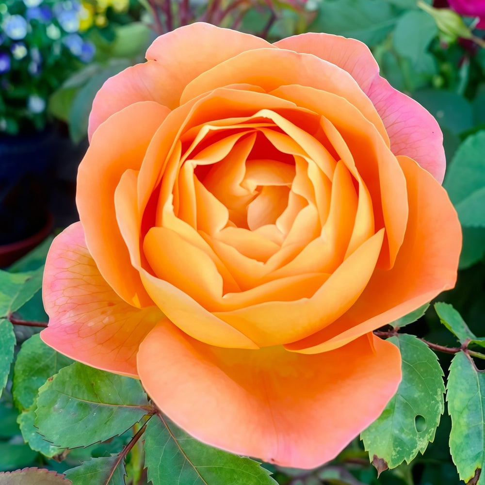 Lady Emma Hamilton Rose Plant｜艾玛·汉密尔顿夫人 image 0
