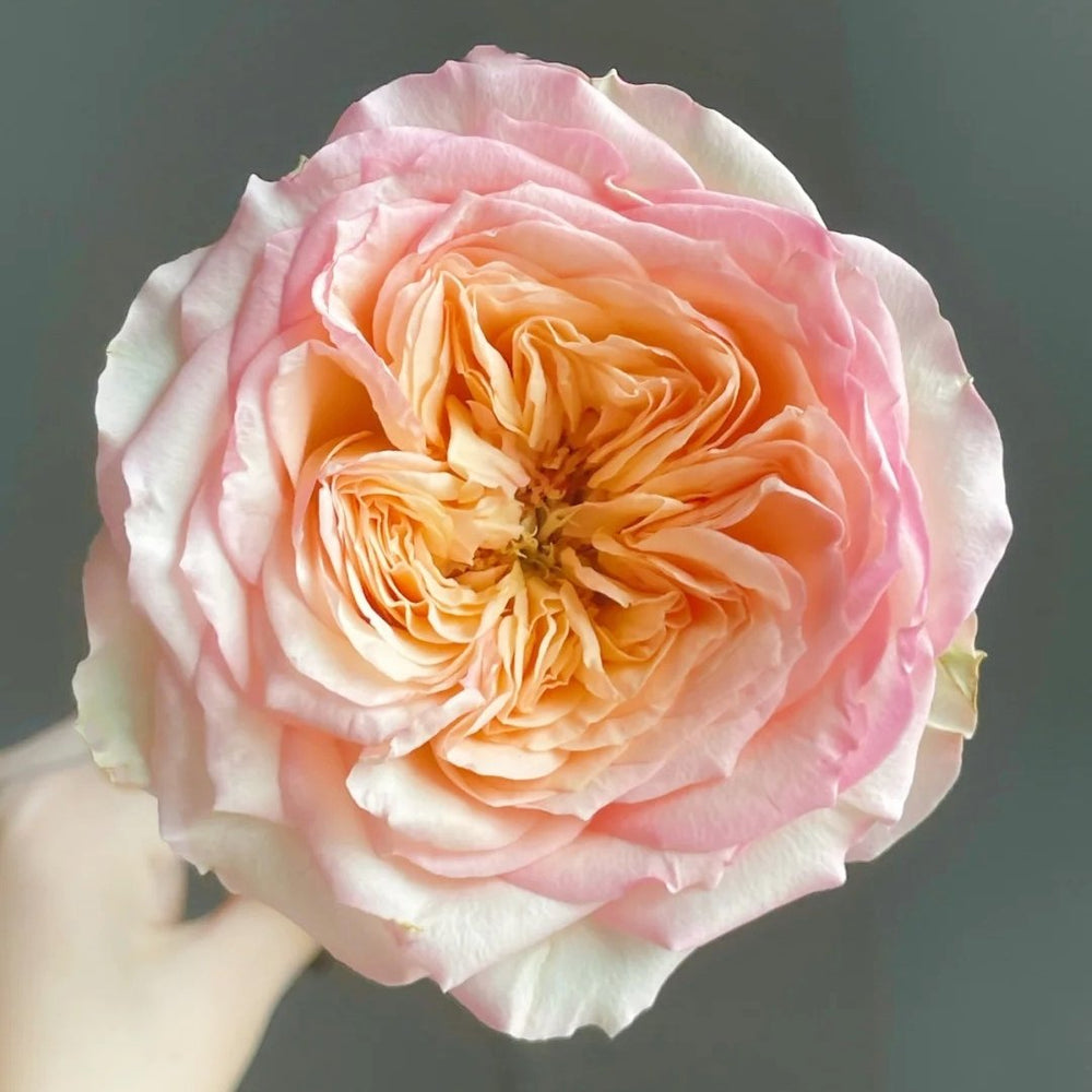 Butterfly Princess Rose Plant|蝴蝶公主 image 1