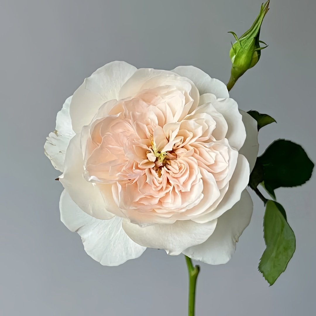 Queen of the Elves Rose Plant| 精灵女王 image 3