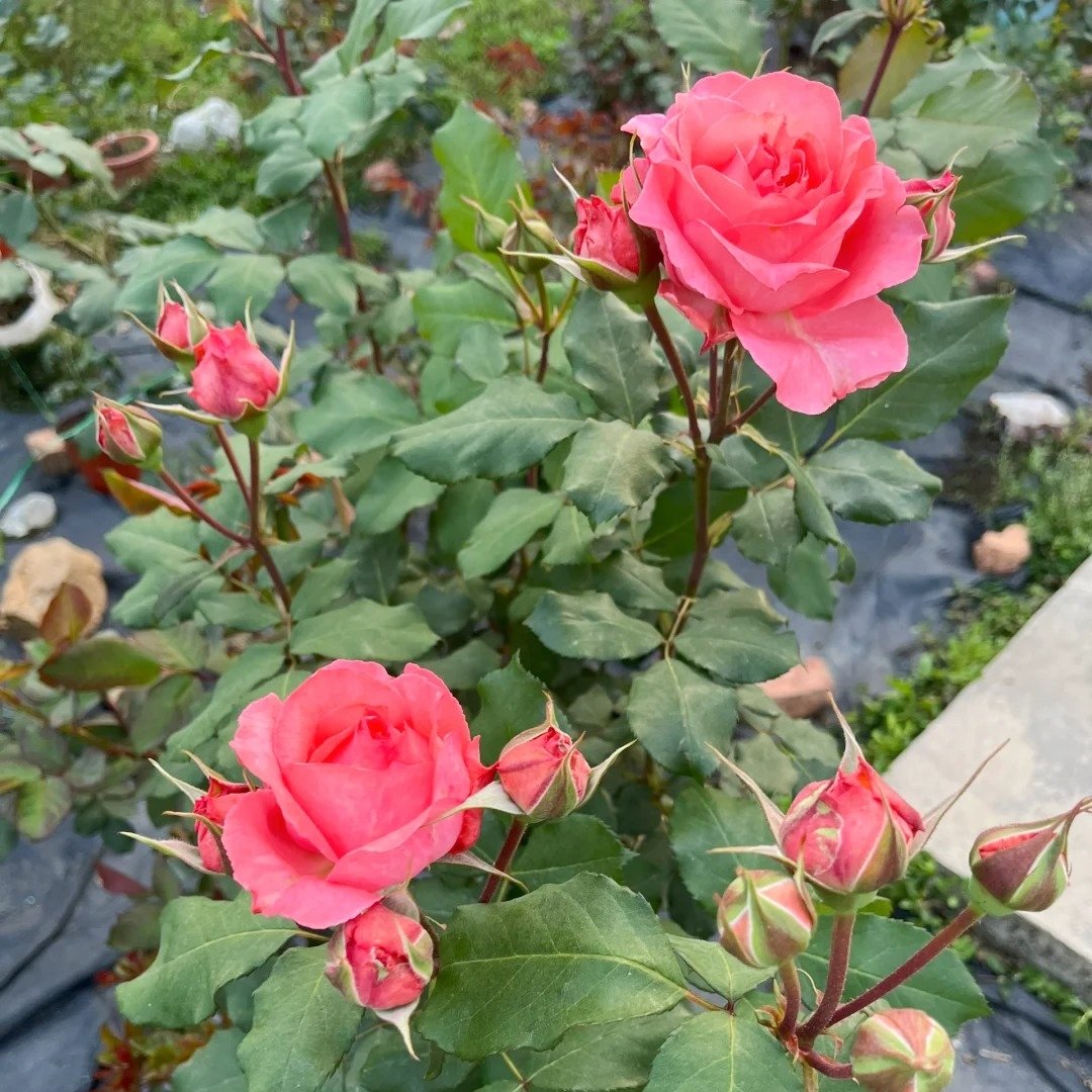 Corail Gelee Rose Plant｜珊瑚果冻 image 4