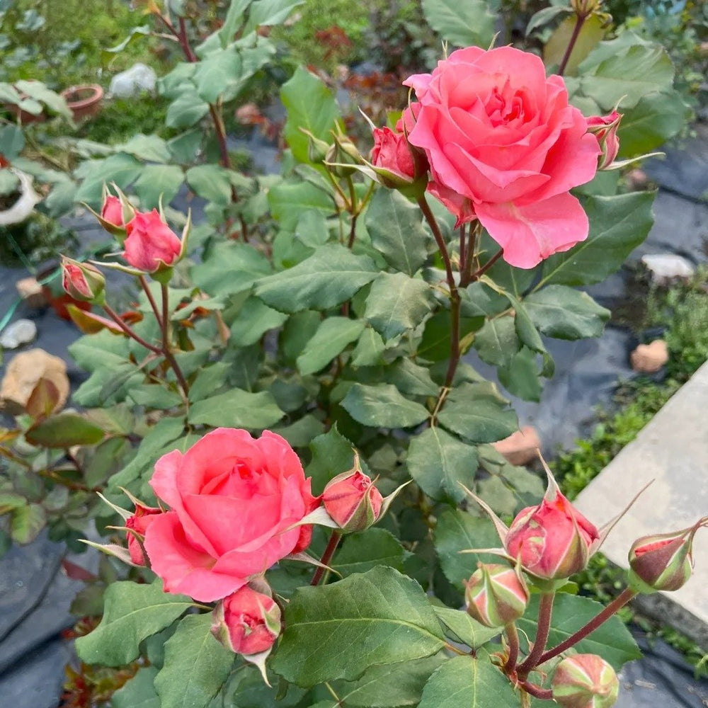 Corail Gelee Rose Plant｜珊瑚果冻 image 4