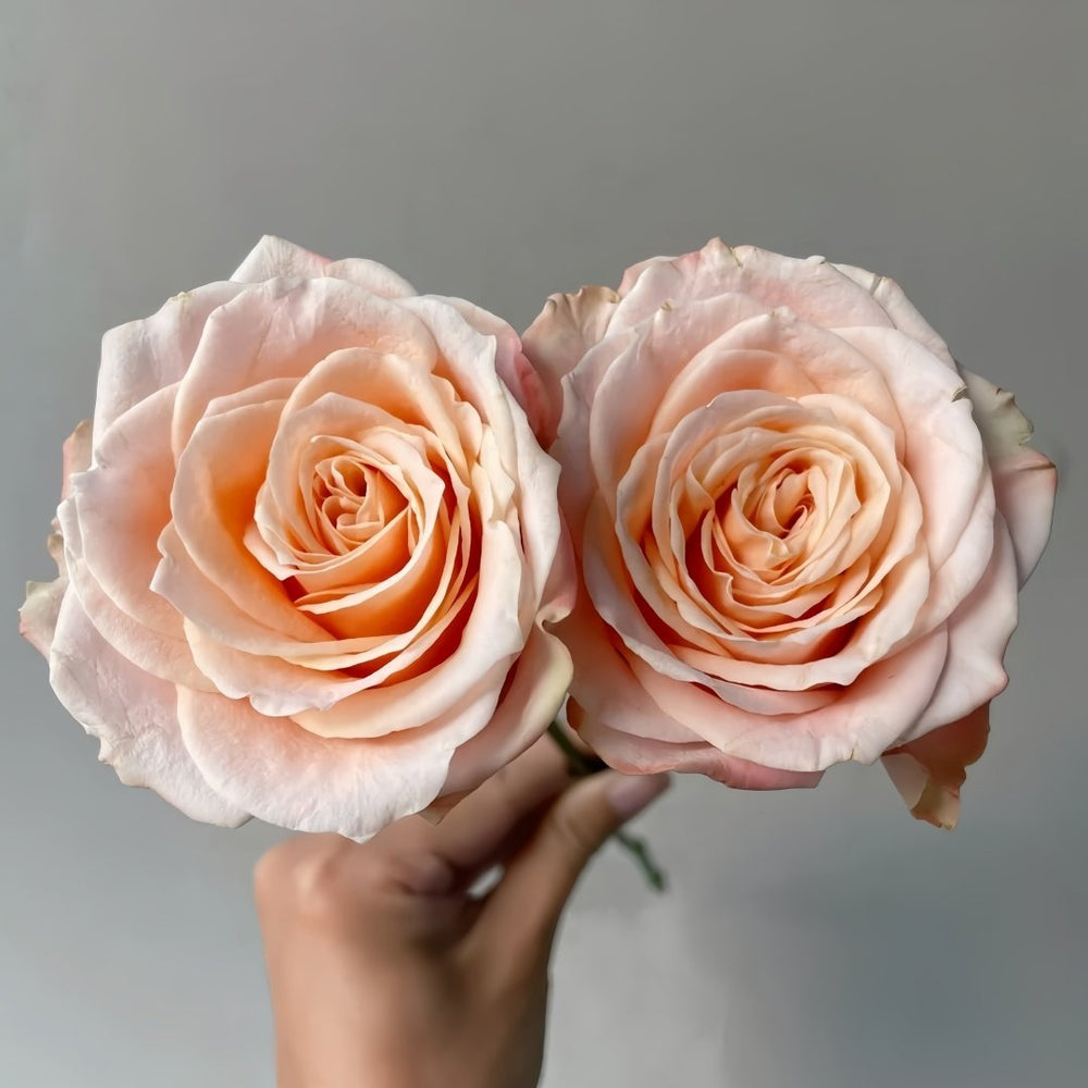 Warm Egg Soufflé Rose Plant｜暖心蛋奶酥 image 7
