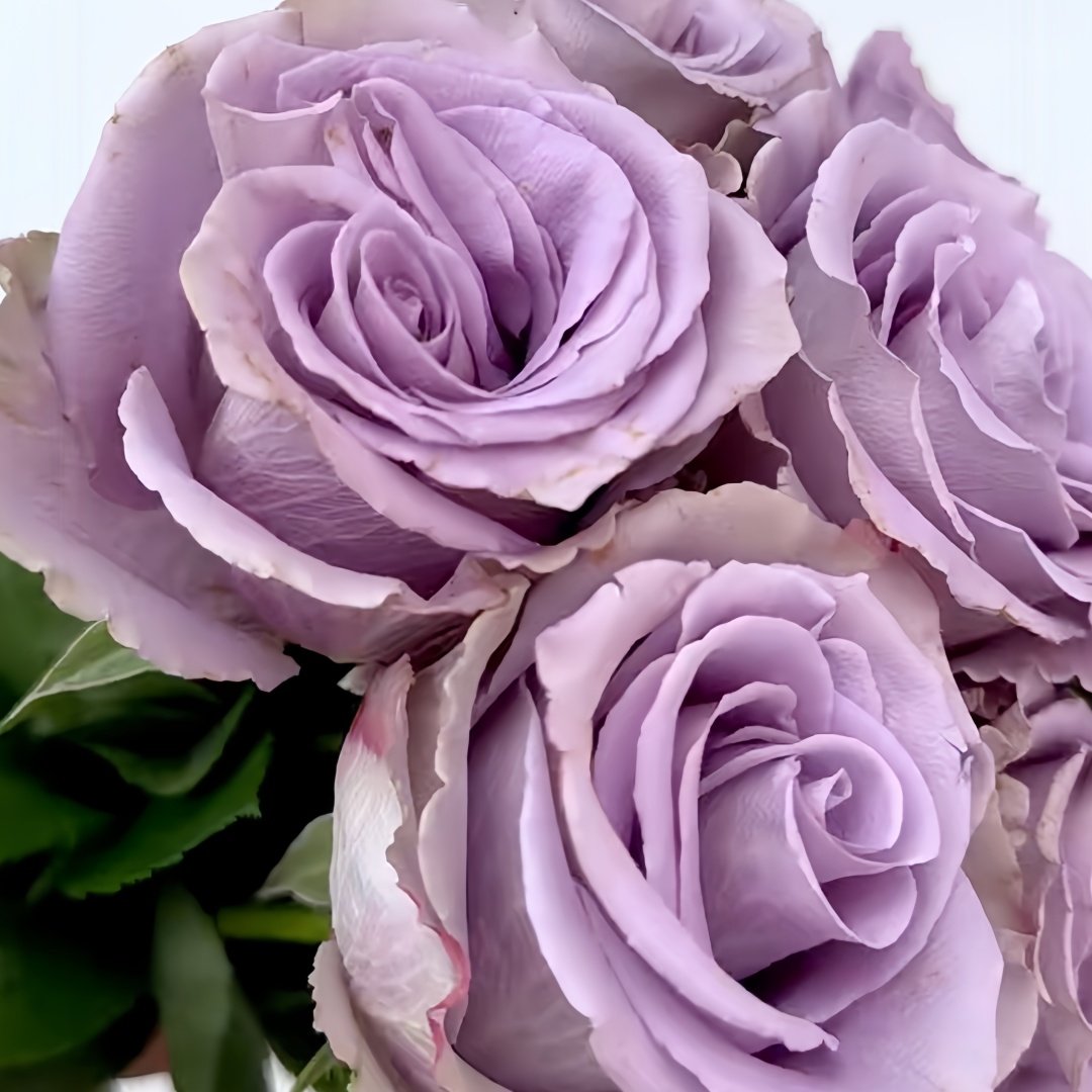 Grey Knights Rose Plant｜灰骑士 image 8