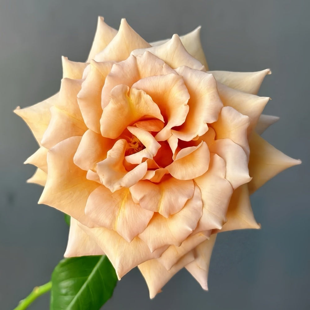 Tresor Rose Plant｜珍爱之宝 image 0