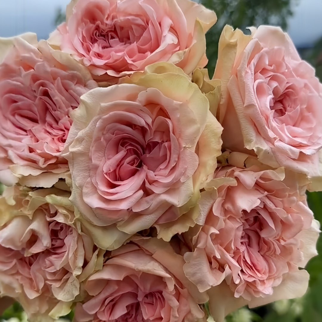 Art Nuvo Rose Plant|新艺术 image 7