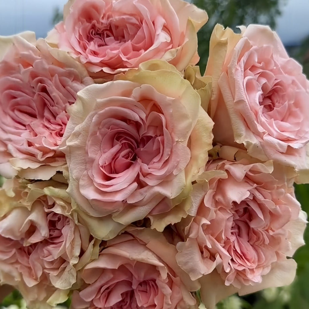 Art Nuvo Rose Plant|新艺术 image 7