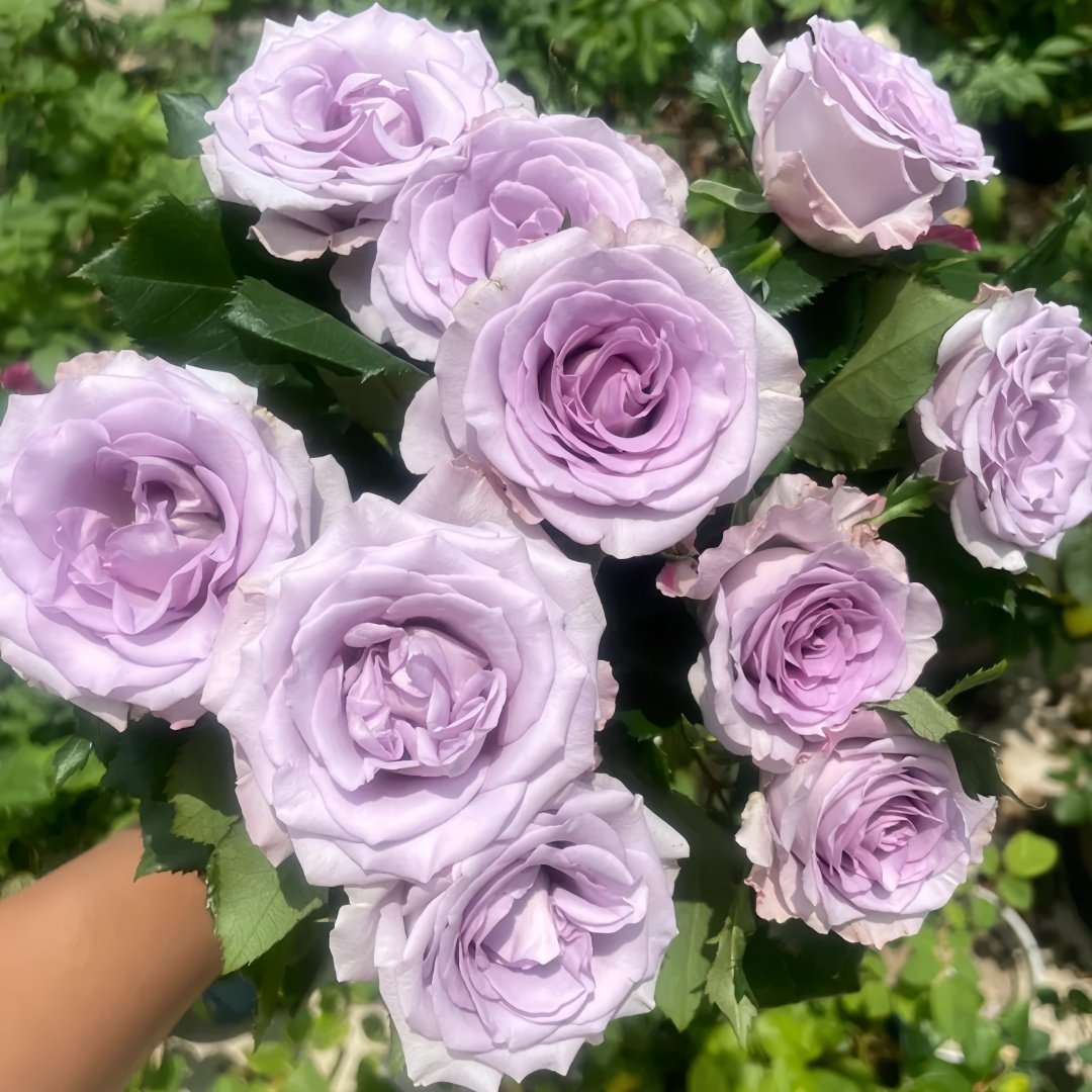 Ocean Song Rose Plant｜海洋之歌 image 8