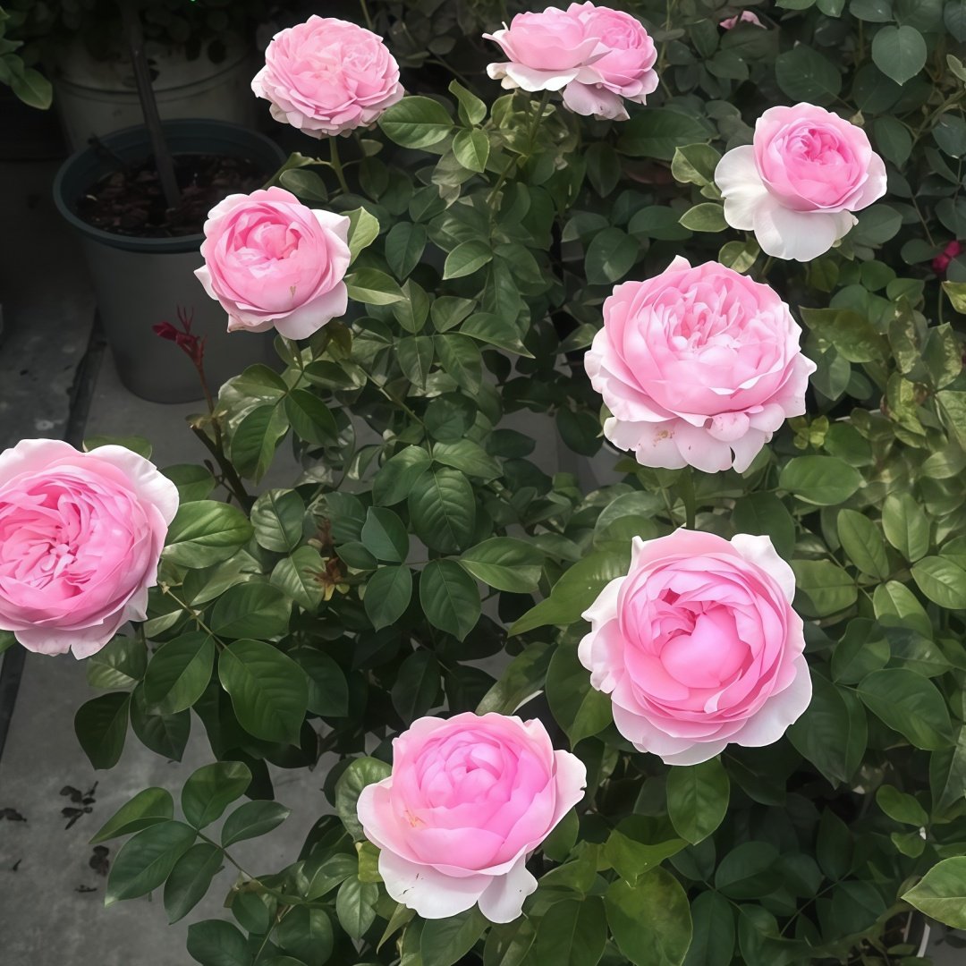 Bel Canto Rose Plant｜美声唱法 image 9