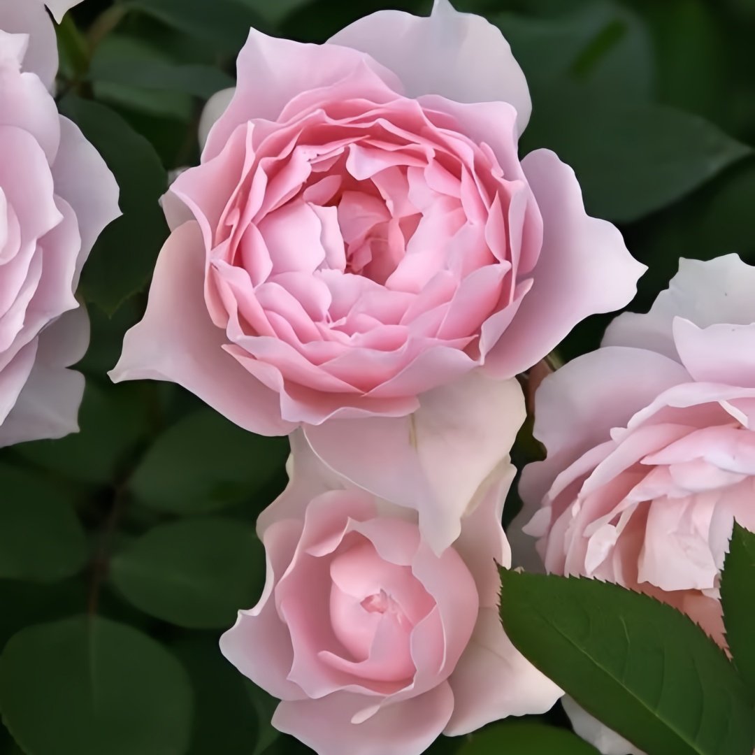 Robe Decollete Rose Plant｜低胸礼服 image 1