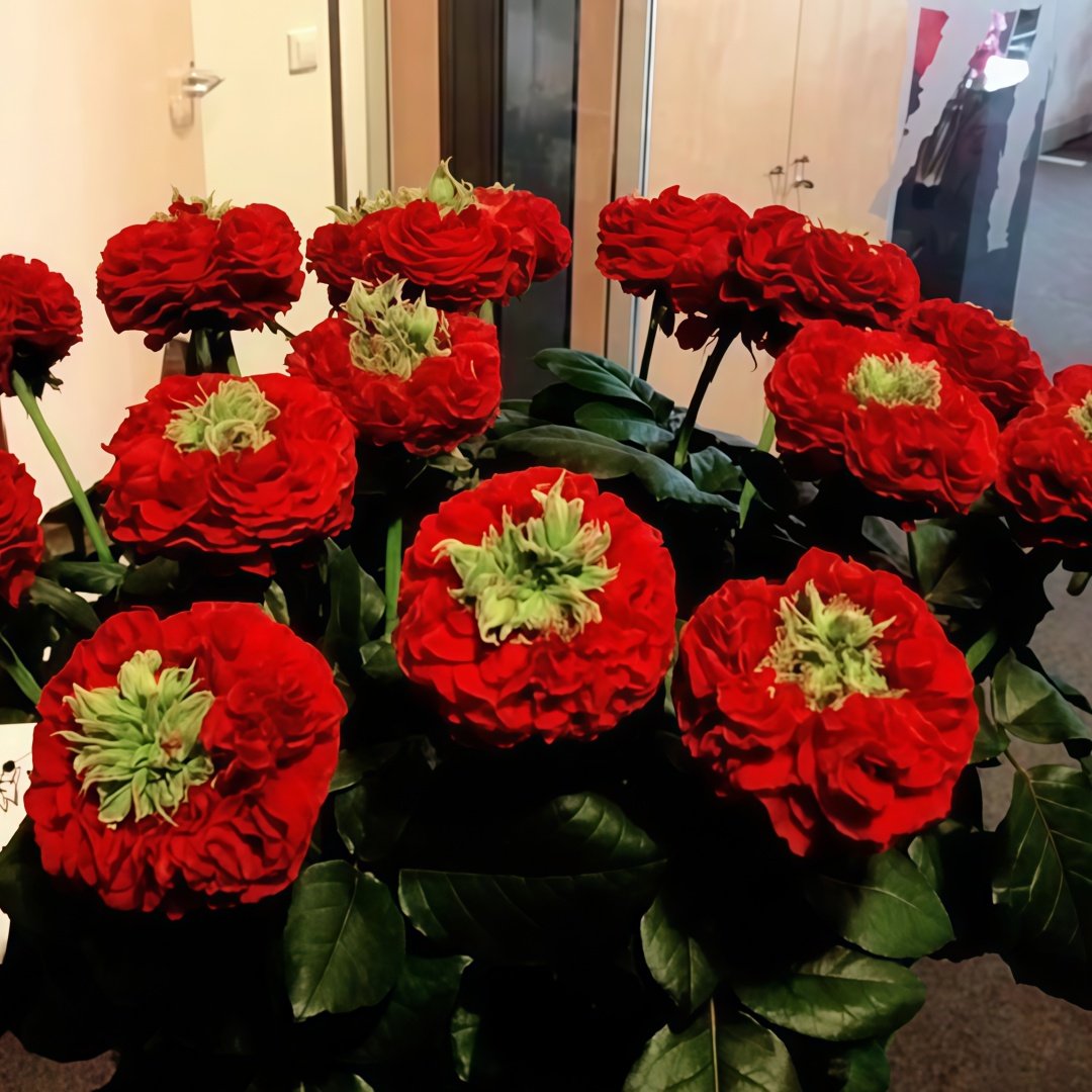 Red Eye Rose Plant｜红眼睛 image 4
