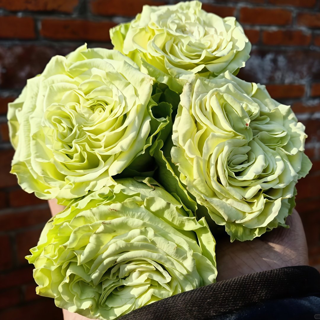 Matcha Rose Plant｜抹茶 image 7