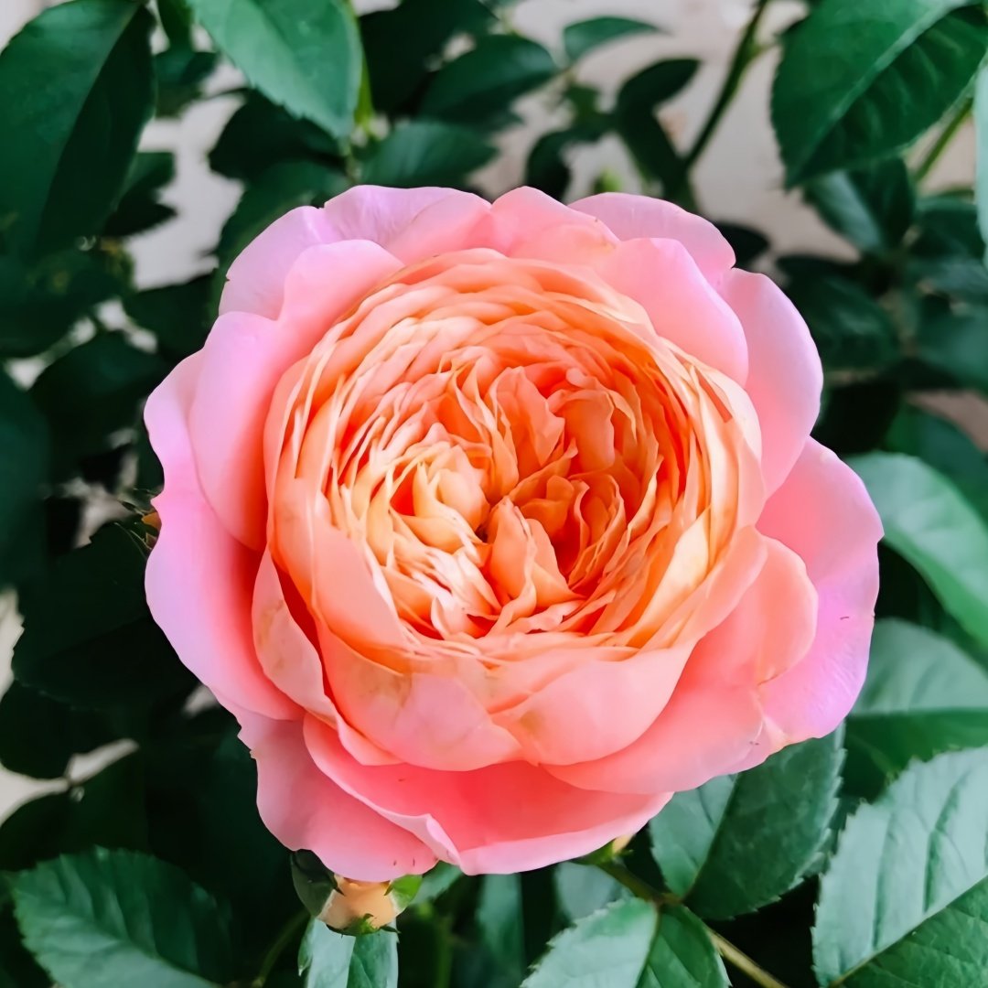Juzi Rose Plant｜橘子 image 1
