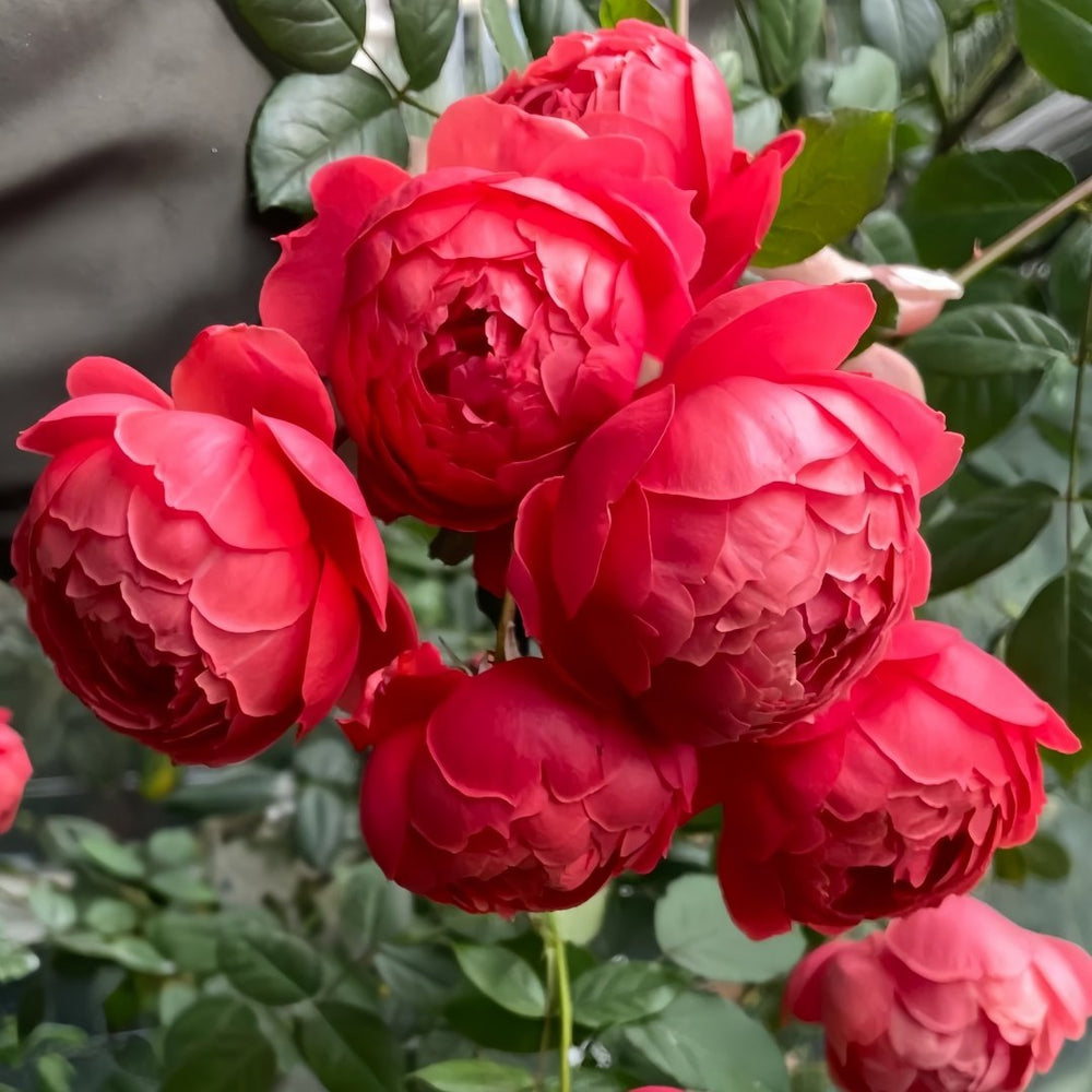 Chi Yan Rose Plant|炽焱 image 7