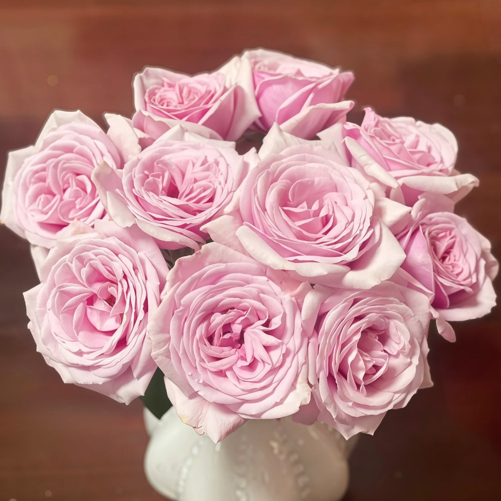 Pacific Blue Rose Plant|太平洋之蓝 image 9