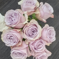 Cosette Rose Plant | 柯赛特 image 1