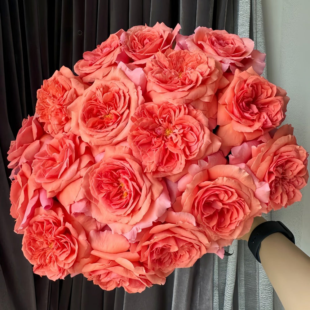Amour de Molène Rose Plant | 莫莱纳之爱 image 8