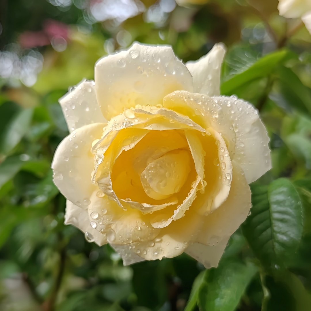 Dun Huang Rose Plant｜敦煌玫瑰 image 5