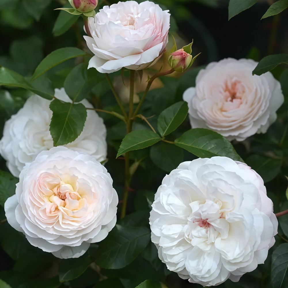 Savon Rose Plant|肥皂 image 8