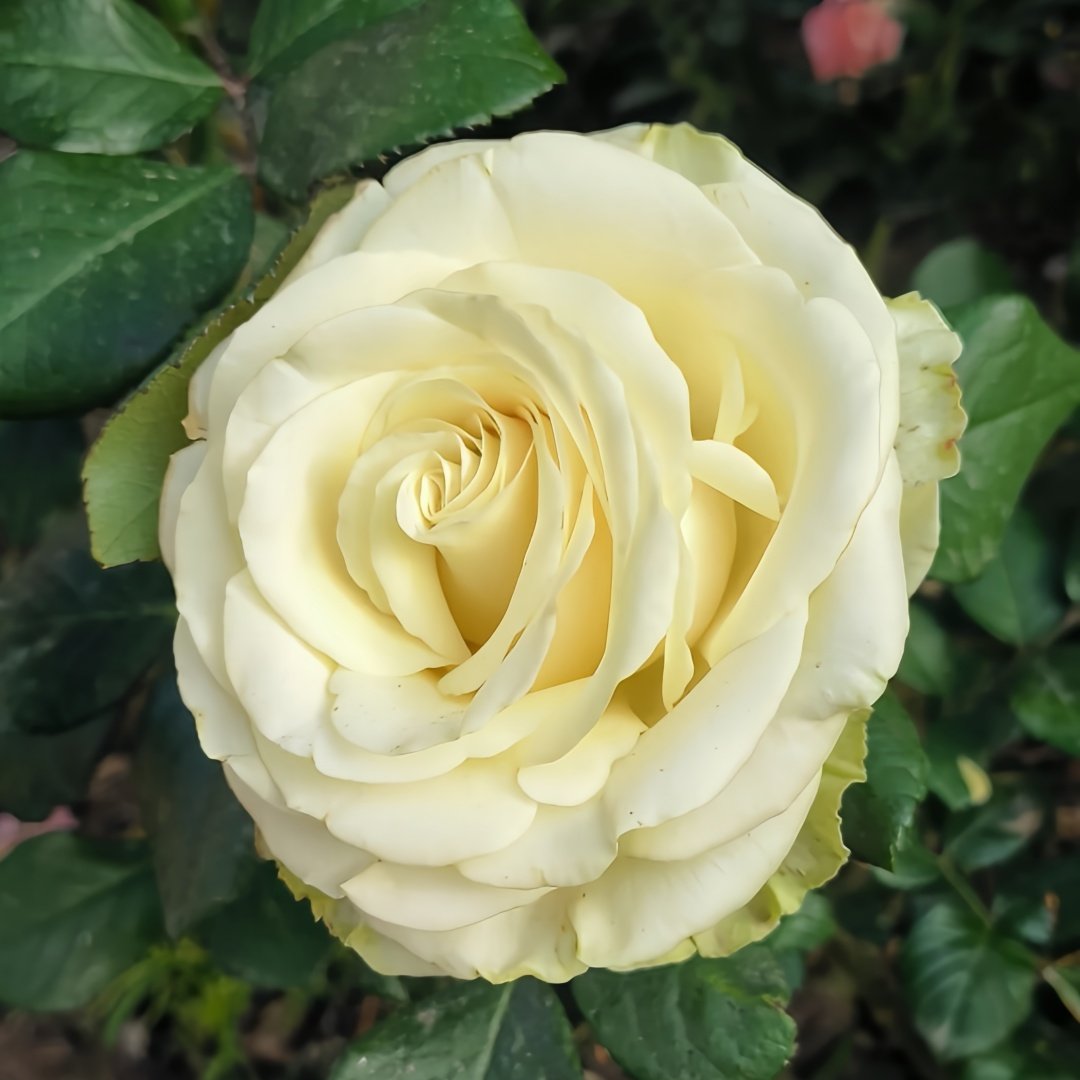 Moonstone Rose Plant|月光石 image 8