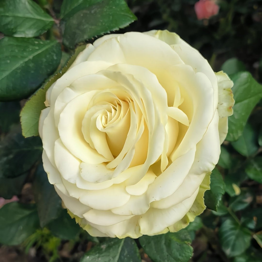 Moonstone Rose Plant|月光石 image 8