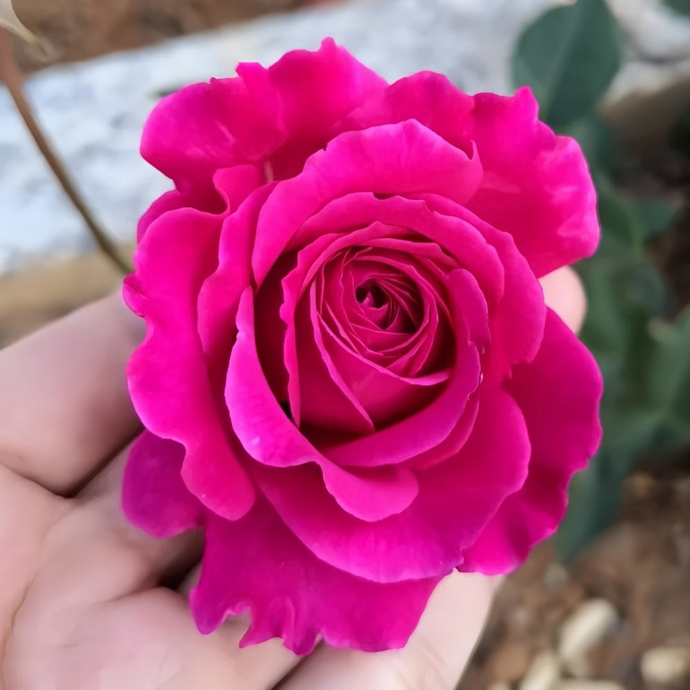 Sapphire Rose Plant|伊芙蓝宝石 image 5