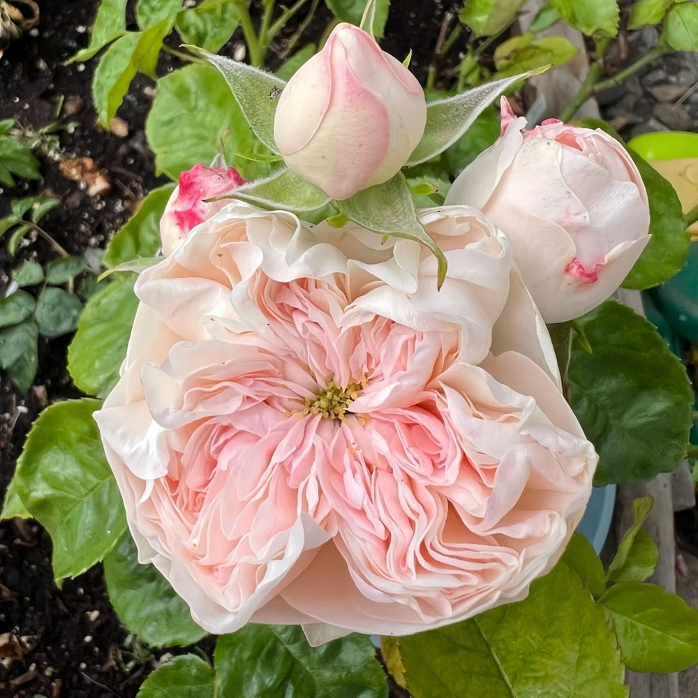 Sweet Diamond Rose Plant|甜蜜钻石 image 8