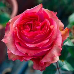 Yuhaitang Rose Plant｜玉海棠 image 1