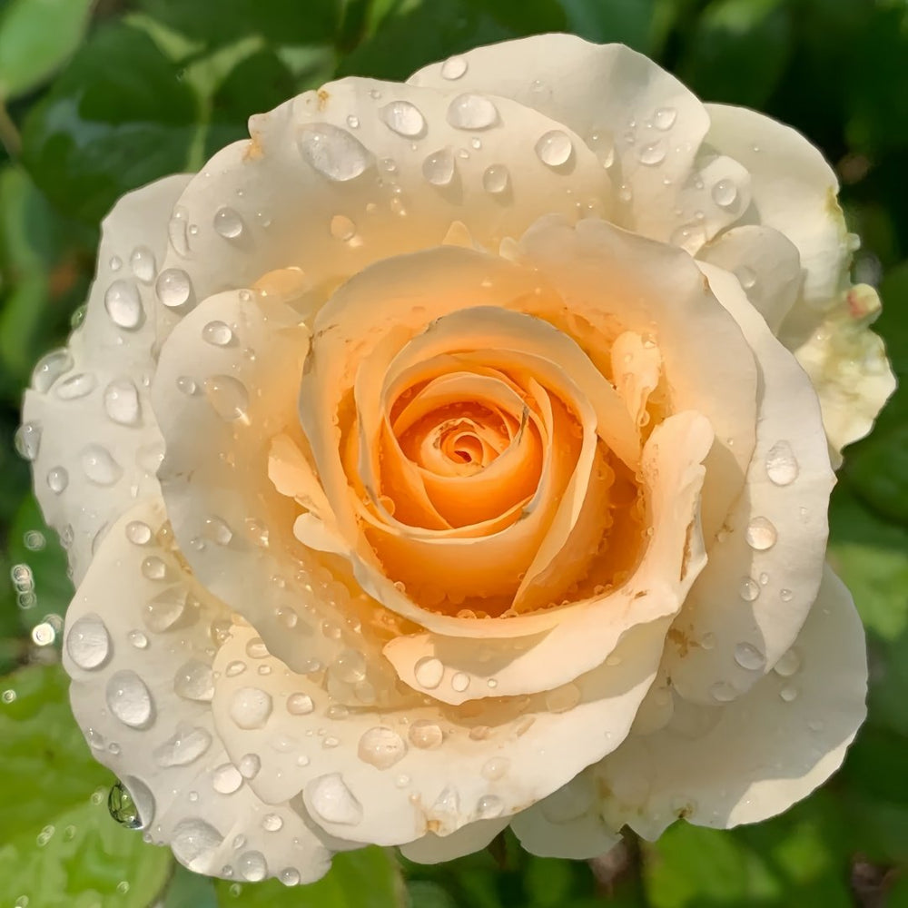 Peach Avalanche Rose Plant | 蜜桃雪山 image 4