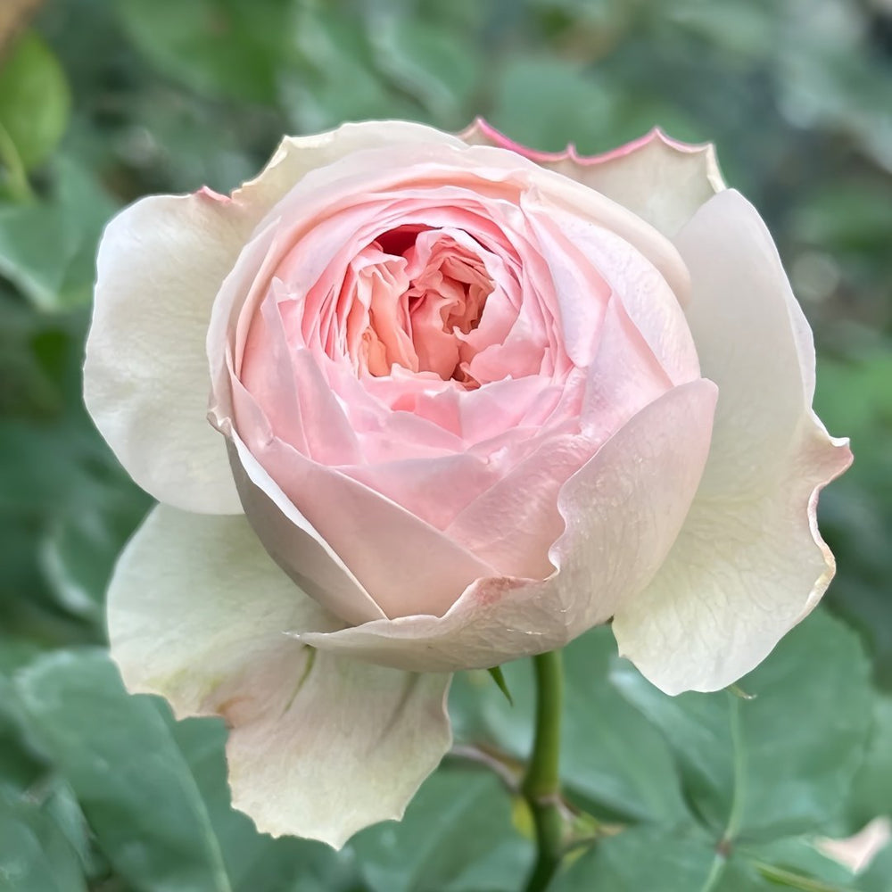 Mansfield Park Rose Plant｜曼斯菲尔德庄园 image 1
