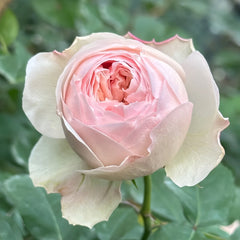 Mansfield Park Rose Plant｜曼斯菲尔德庄园 image 1