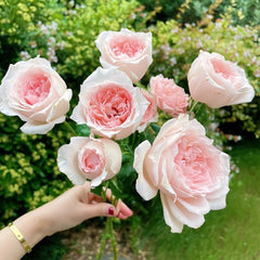 Flow Rose Plant｜涌流 image 3