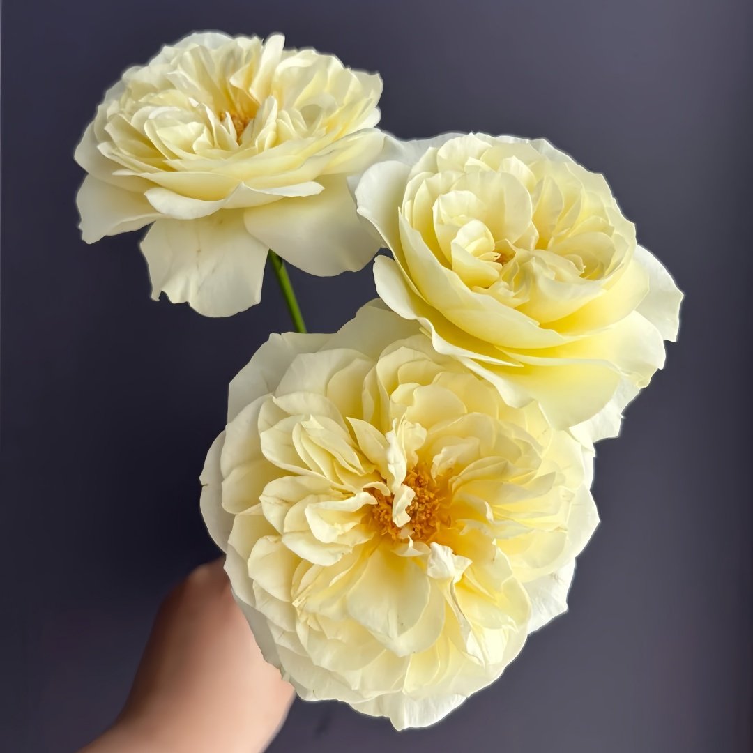 Royal Park Rose Plant｜皇家园林 image 7