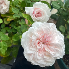 Princess Hoshiko Rose Plant|星子公主 image 1