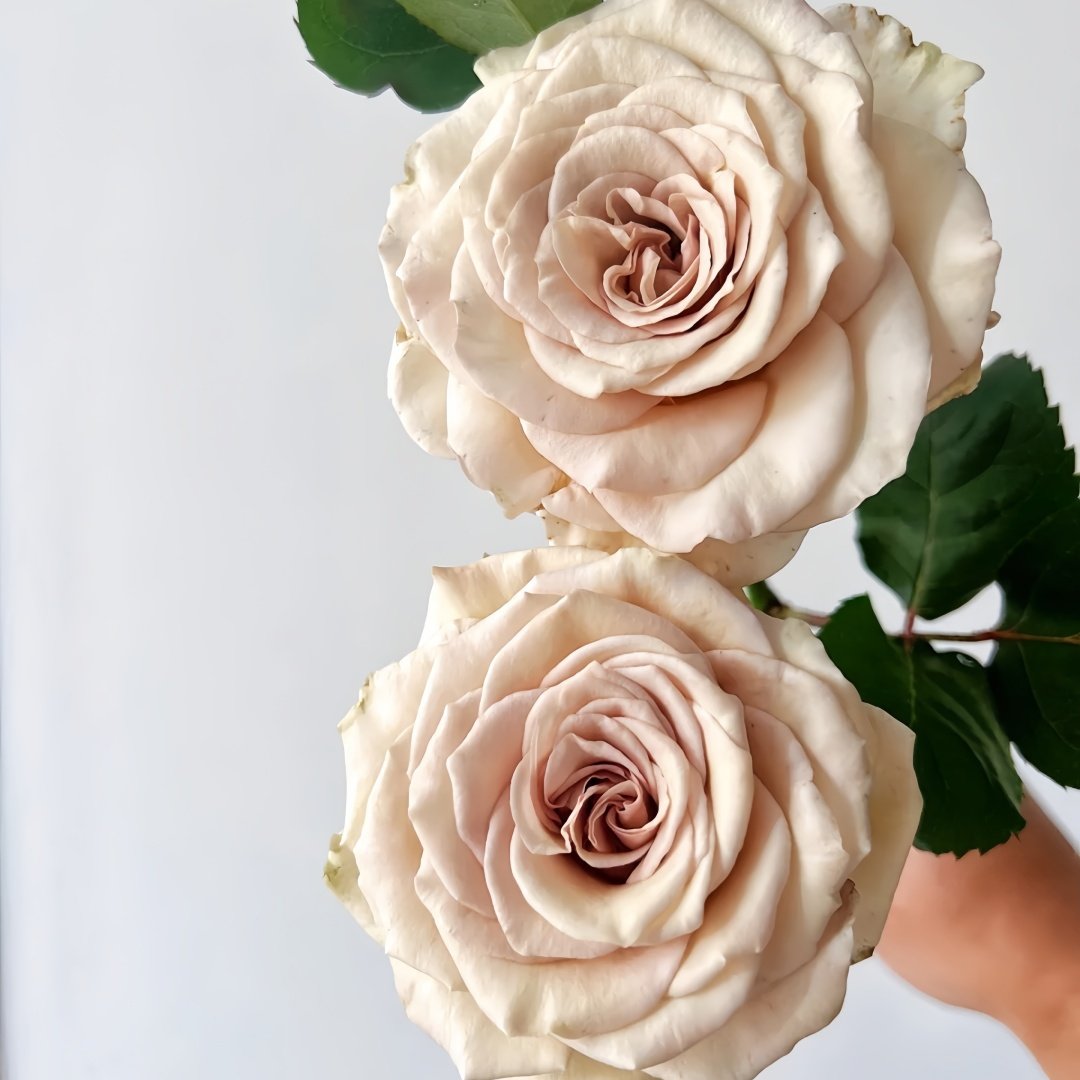 Ailes Rose Plant|翅膀/翼天使/第九天使 image 7