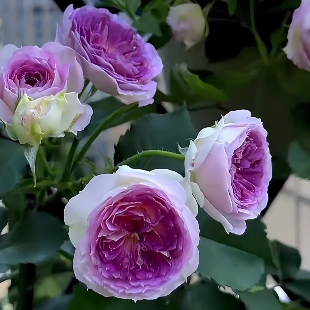 Blue Moon Stone Rose Plant|蓝月石 image 9