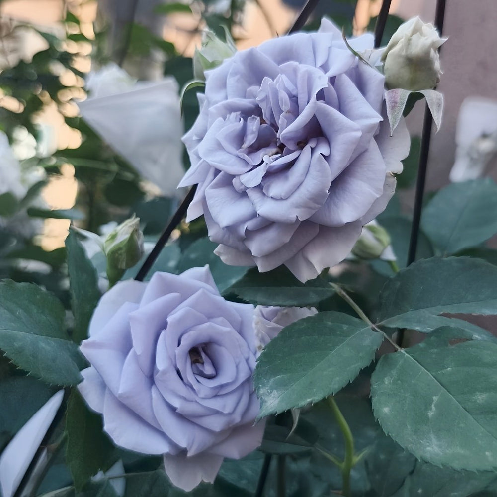Turn Blue Rose Plant|转蓝 image 8