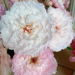 Tsumugi-Hirari Rose Plant｜紬-曼舞 image 2