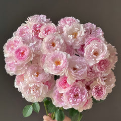 Martha Rose Plant｜玛莎 image 0